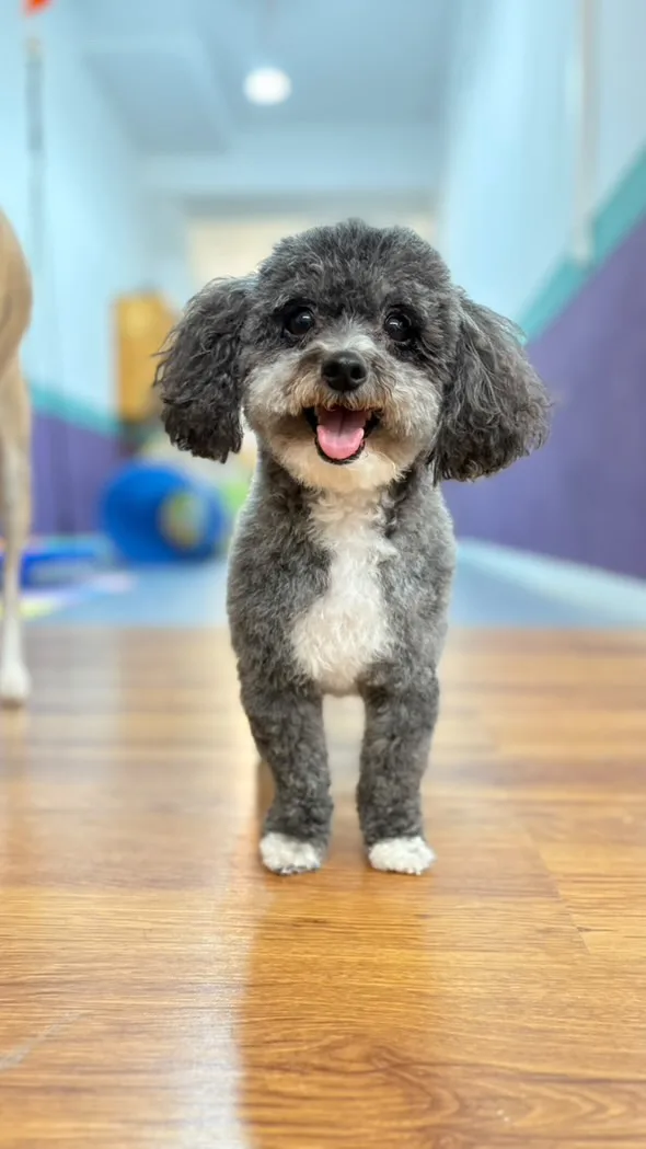 Oh My Gos Guarderia Canina - Barcelona pet otel görseli 3