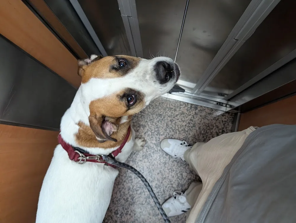 Pawdas Guarderia Canina - Barcelona pet otel görseli 3