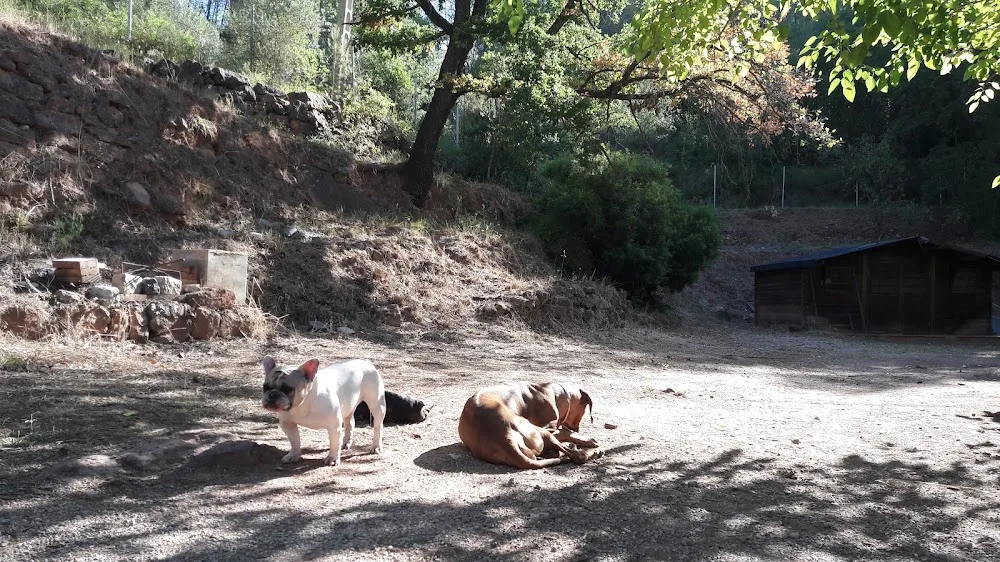 Residencia Canina Els Masets - Barcelona pet otel görseli 3