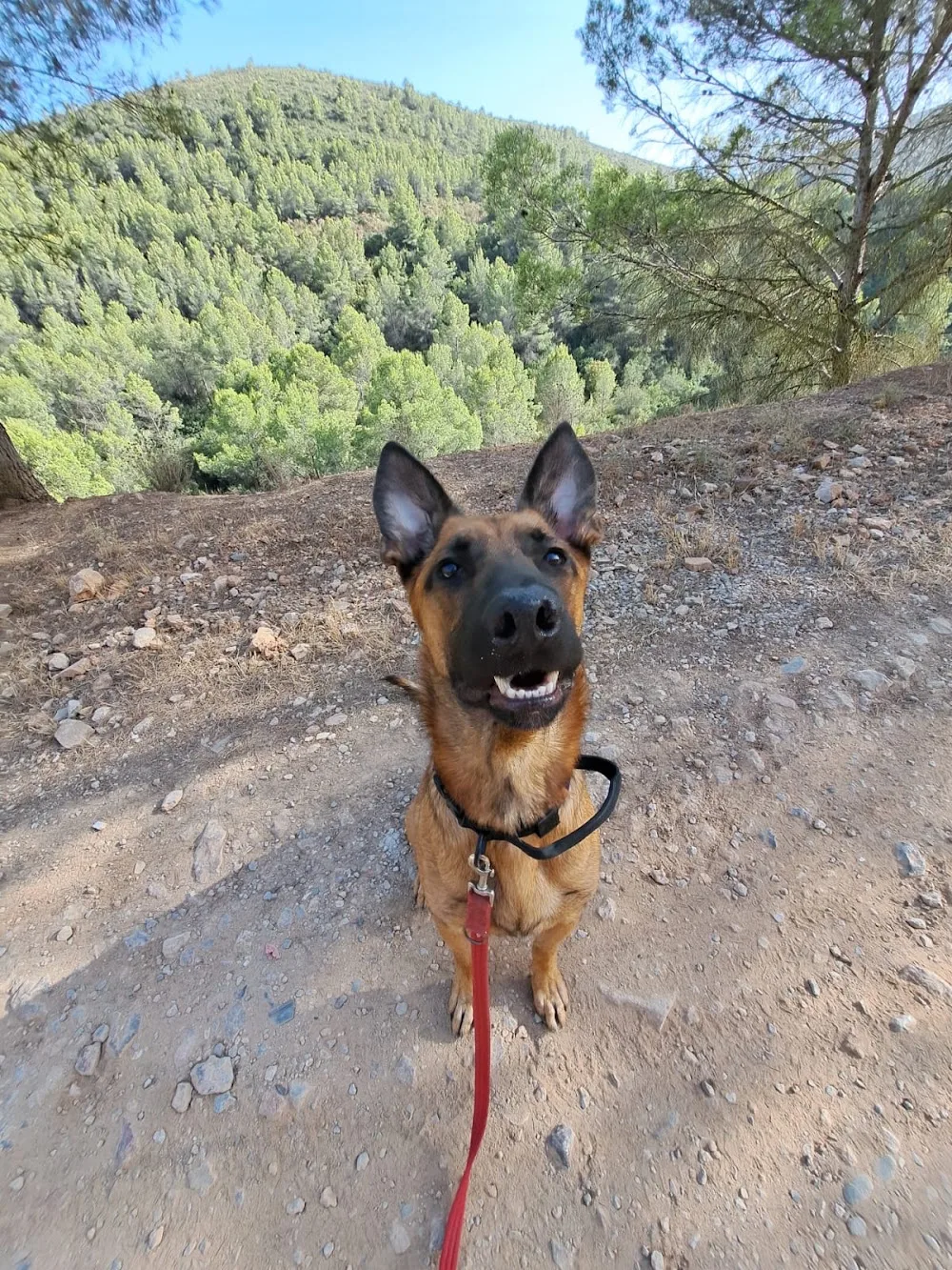 Residència Canina la Sentiu - Barcelona pet otel görseli 3