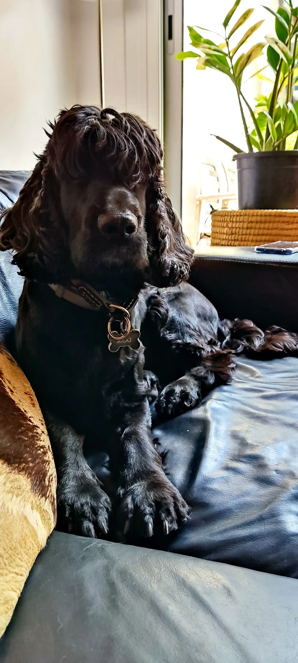 TEMPORALMENTE SUSPENDIDA guarderia y residencia canina familiar - Barcelona pet otel