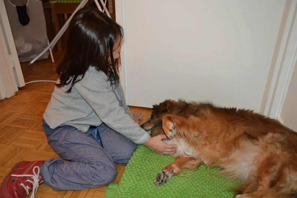 TEMPORALMENTE SUSPENDIDA guarderia y residencia canina familiar - Barcelona pet otel görseli 3