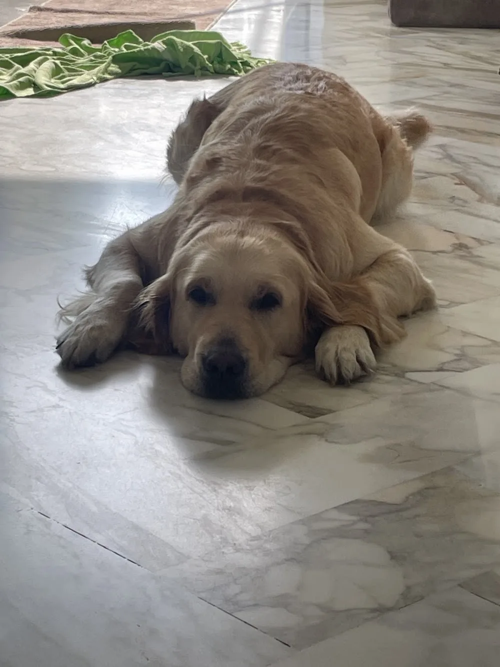 Sarah Dogdaycare - Asilo per cani - Bari pet otel görseli 7