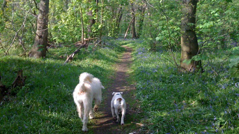 A Walk in the Parks home dog boarding - Barking and Dagenham pet otel
