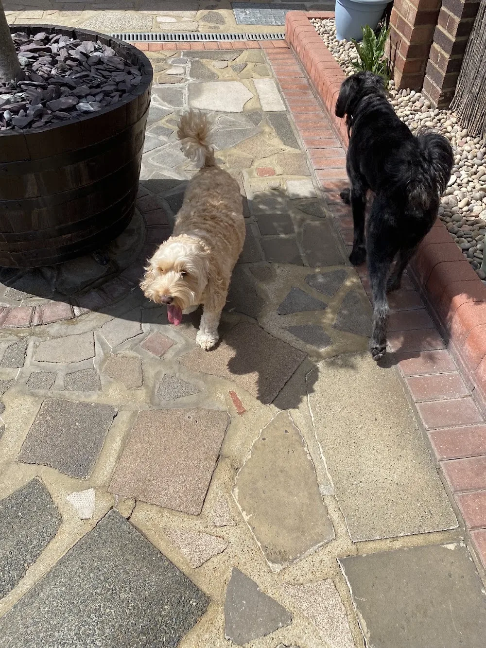 A Walk in the Parks home dog boarding - Barking and Dagenham pet otel görseli 3