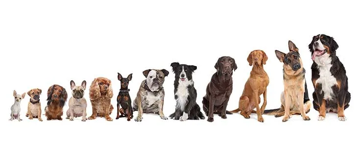Animal Inn - Pet Boarding Services - Barking and Dagenham pet otel