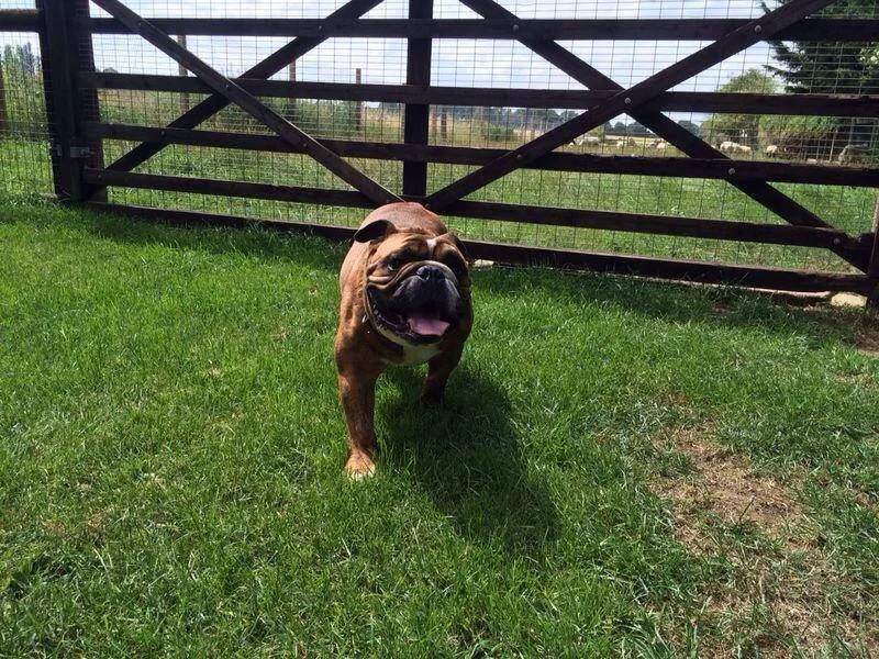 Chalet Kennels - Barking and Dagenham pet otel görseli 3