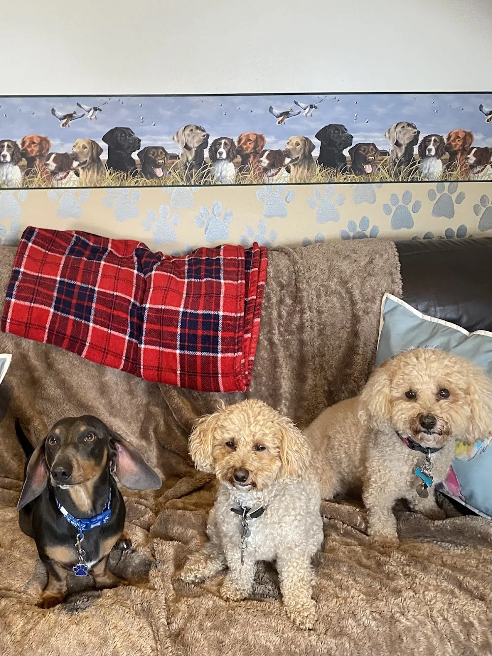 DogHouse Hotel - Barking and Dagenham pet otel görseli 3