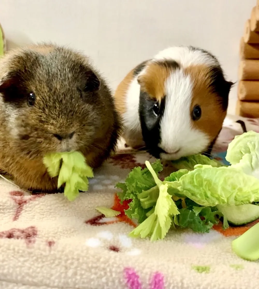 Hoppers & Squeakers Rabbit & Guinea Pig Boarding - Barking and Dagenham pet otel