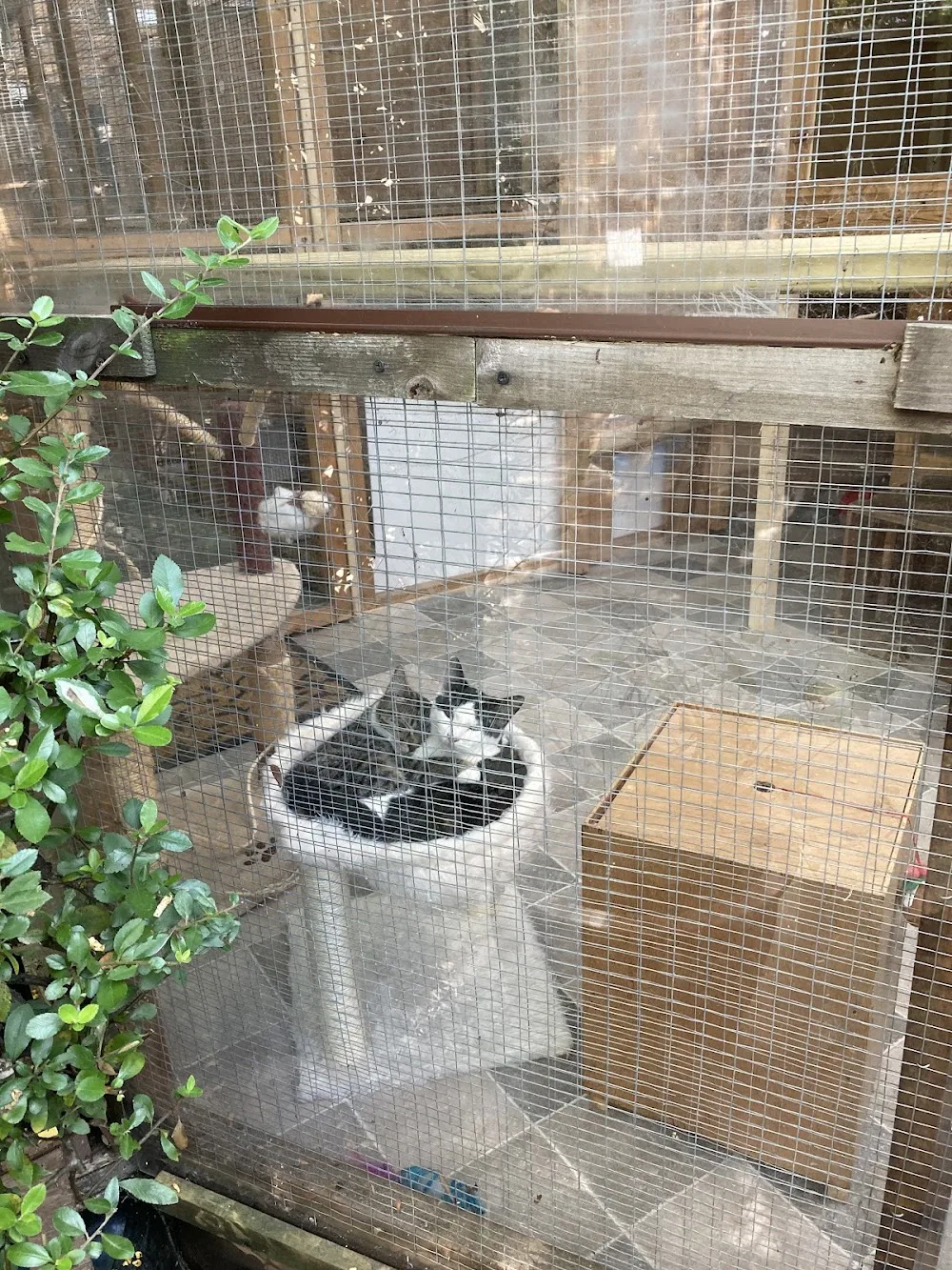 Kool For Kats - Barking and Dagenham pet otel