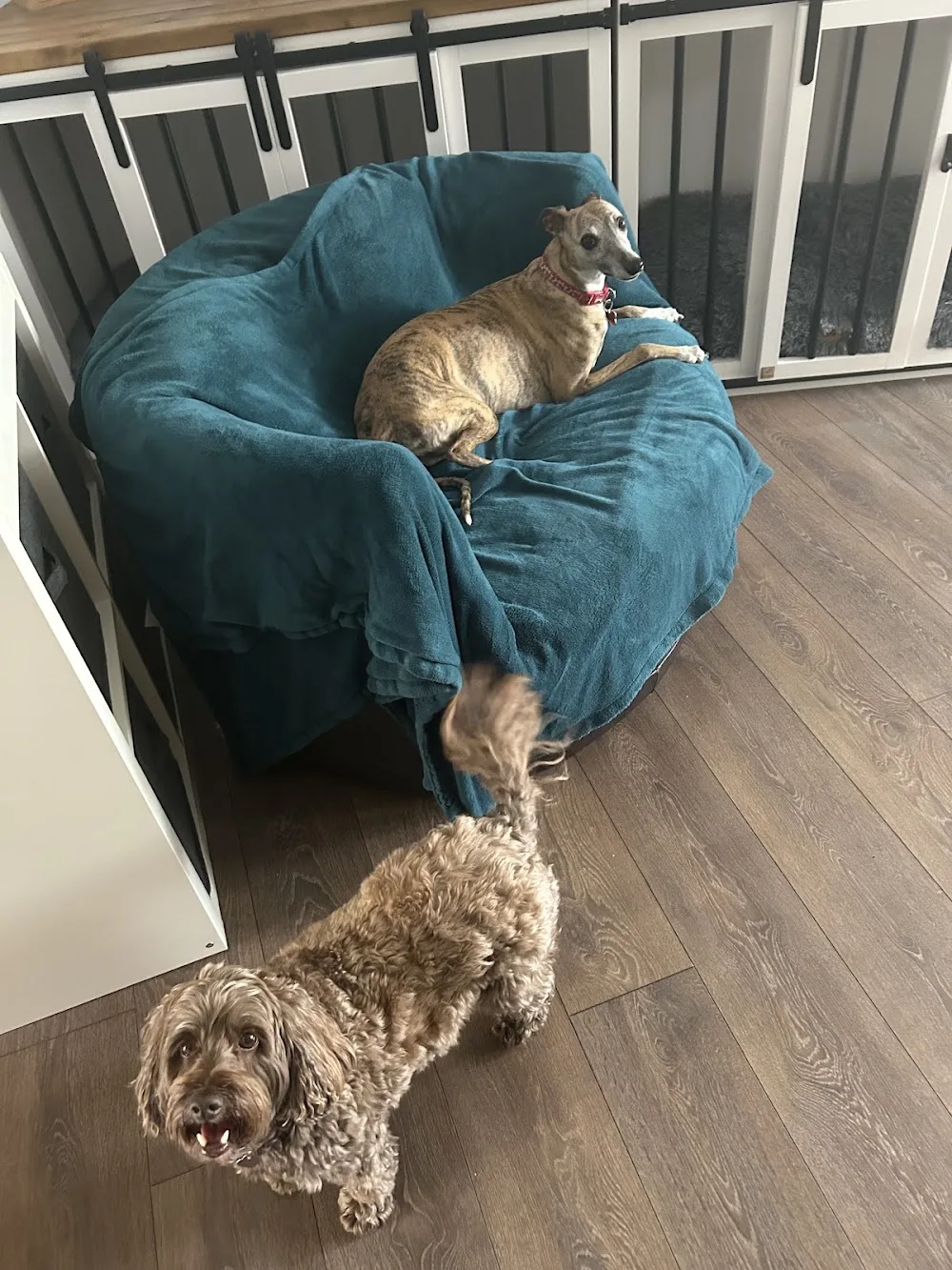 Ma & Pa’s Leash & Lodge - Barking and Dagenham pet otel görseli 3