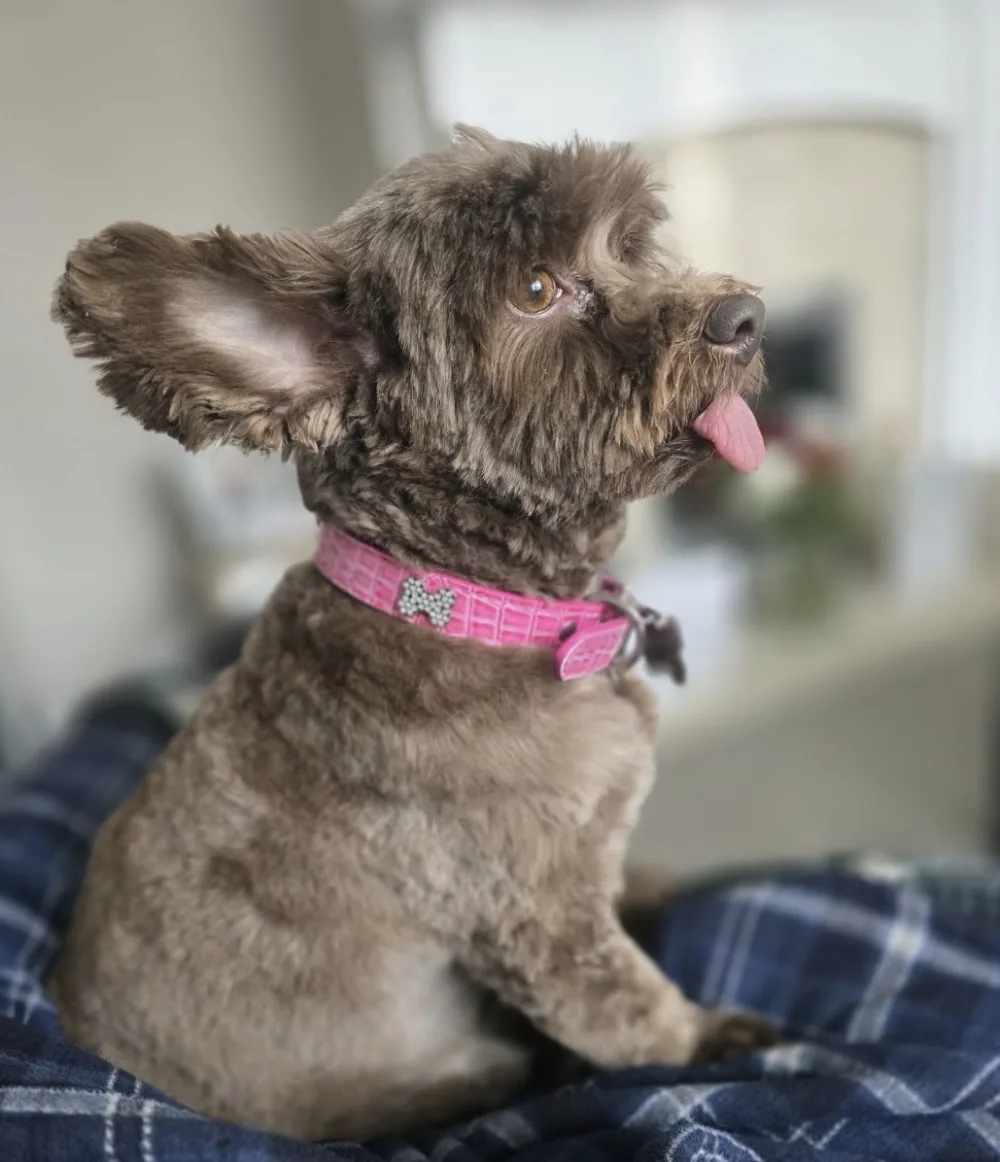 Paw-Fect Grooming, Daycare and Boarding - Barking and Dagenham pet otel
