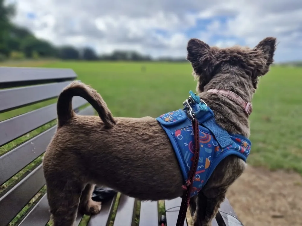 Paw-Fect Grooming, Daycare and Boarding - Barking and Dagenham pet otel görseli 3