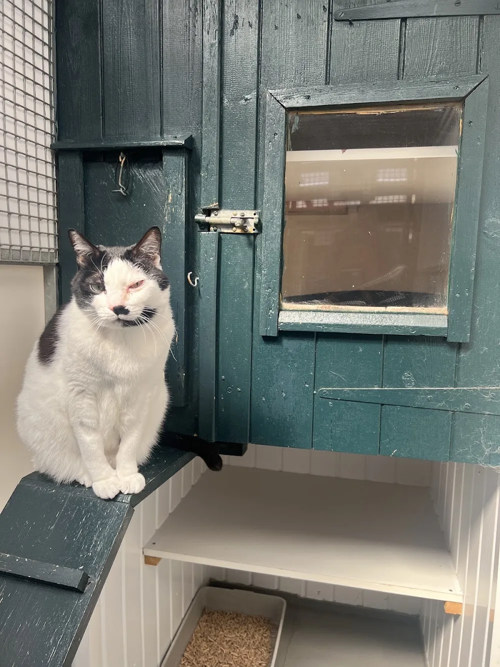 Pet Pals Boarding Cattery - Barking and Dagenham pet otel