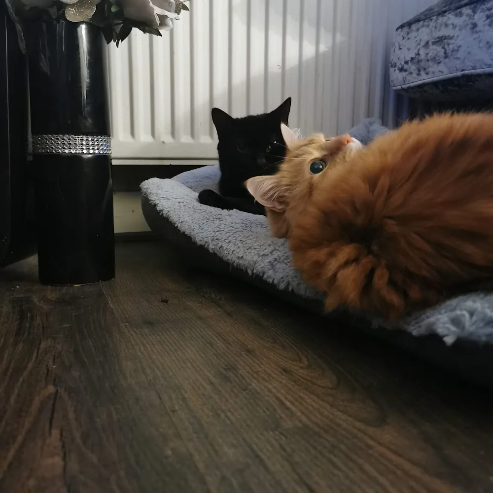 Pet Pals Boarding Cattery - Barking and Dagenham pet otel görseli 3