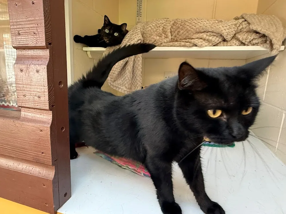 Purr Inn - Barking and Dagenham pet otel görseli 3