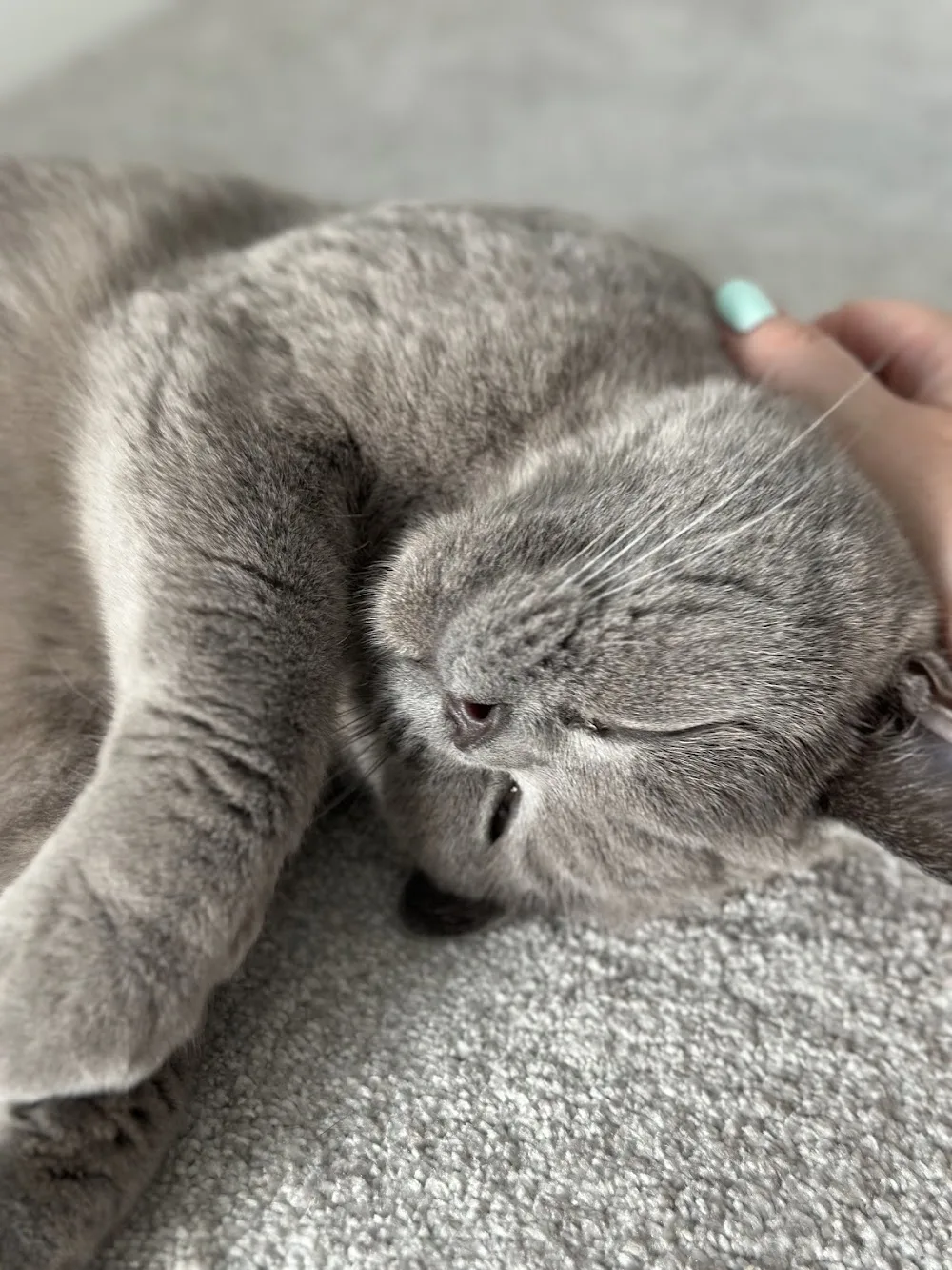 The Cat Butler Hornchurch - Cat Sitting Service, Cattery Alternative - Barking and Dagenham pet otel görseli 3