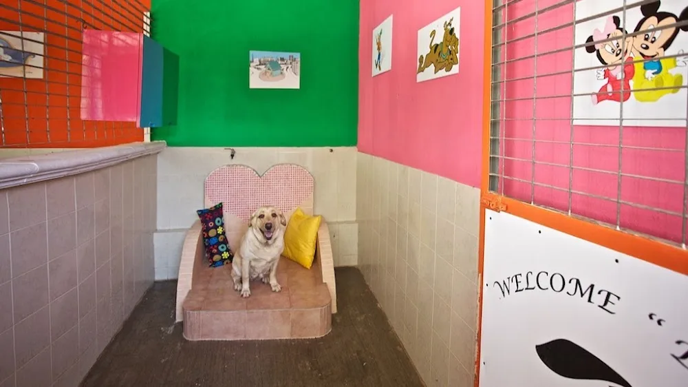 Centro Cinofilo e Pensione per Cani Barletta A.P.S.S.D. Impariamo ad Imparare "solo per soci" - Barletta-Andria-Trani pet otel görseli 2