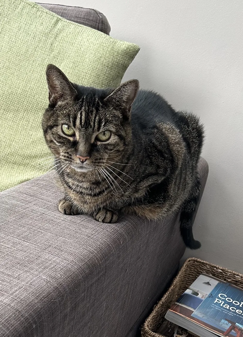 Allseasons Boarding Cattery - Barnet pet otel