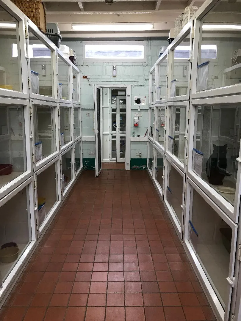 Allseasons Boarding Cattery - Barnet pet otel görseli 3