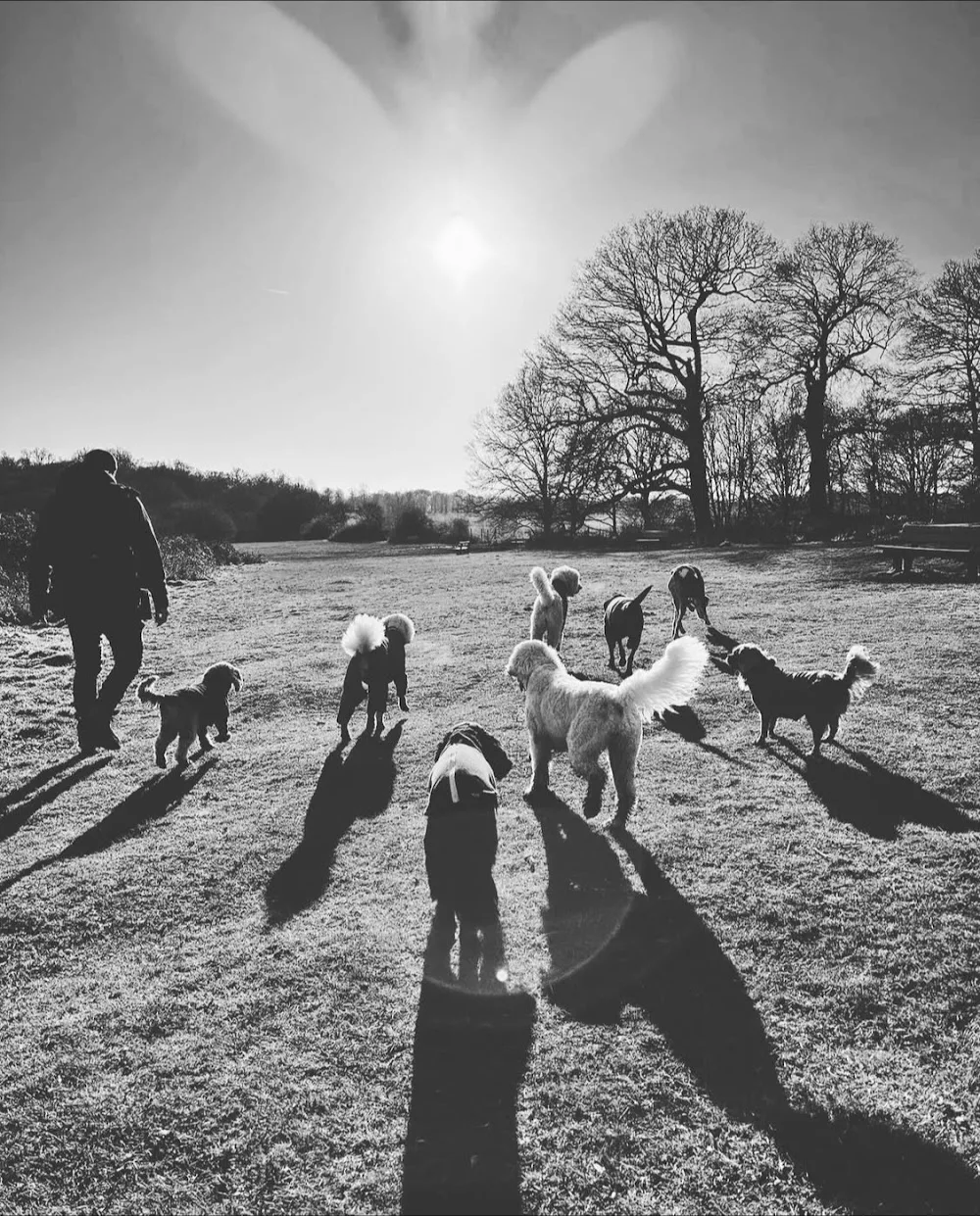 Canine House - Barnet pet otel