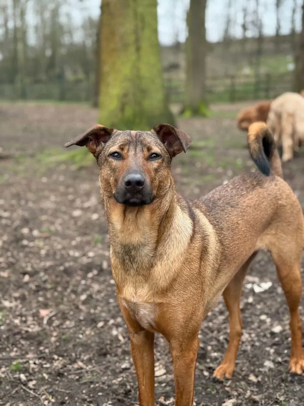 Elmtree Canine Country Club - Barnet pet otel