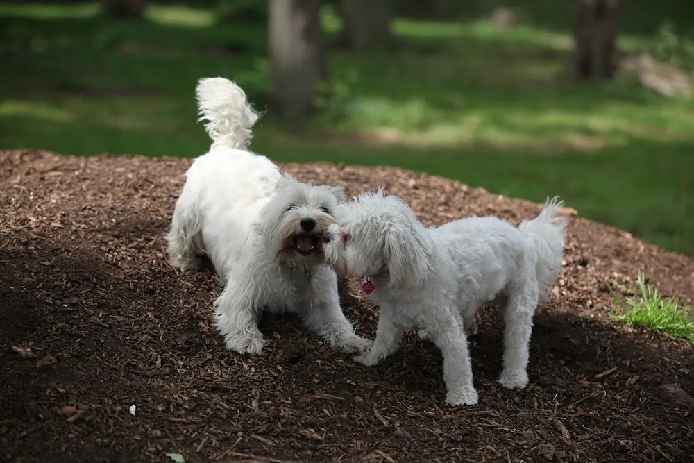 Elmtree Canine Country Club - Barnet pet otel görseli 3