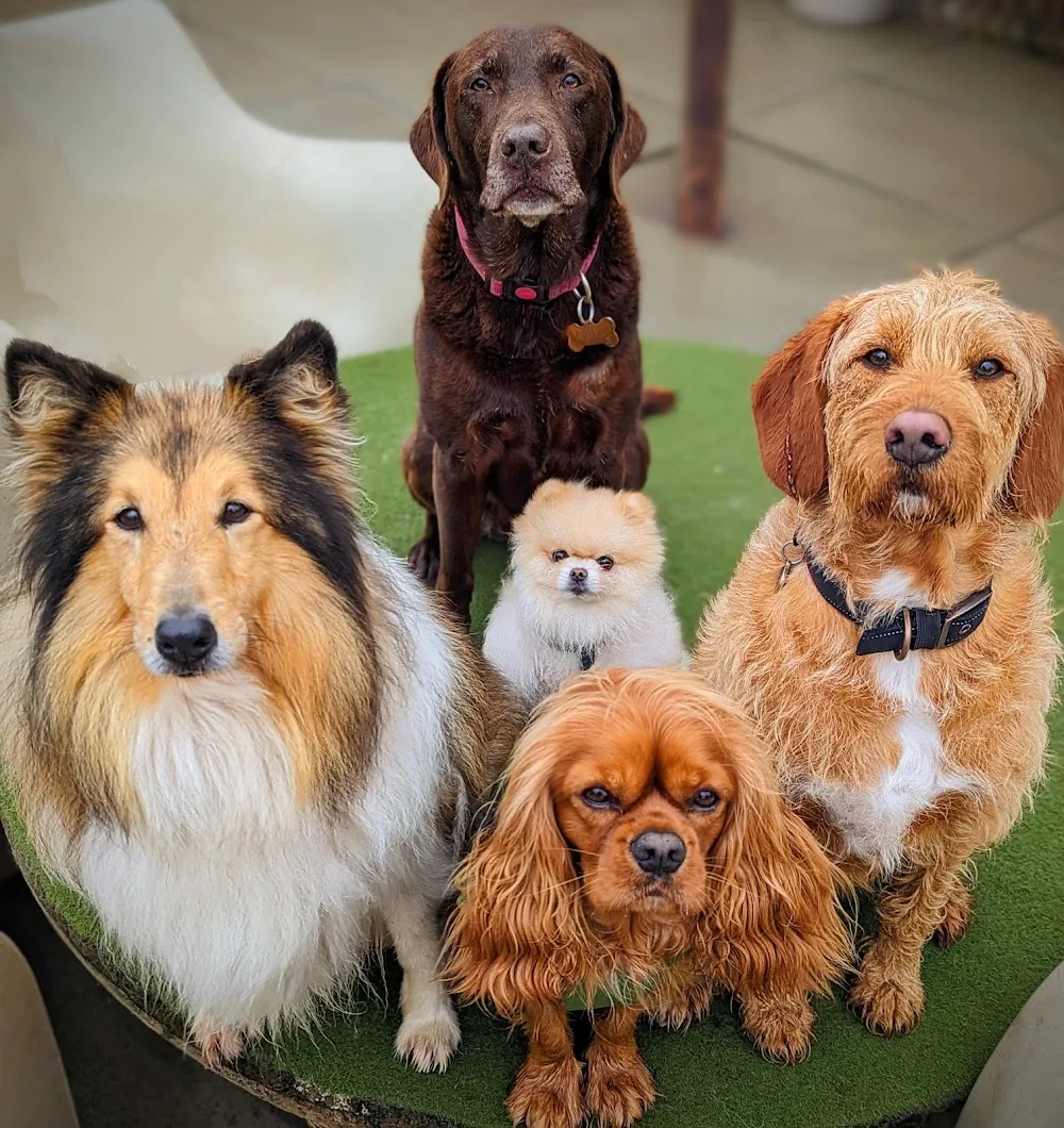 Halo Dogs - Barnet pet otel