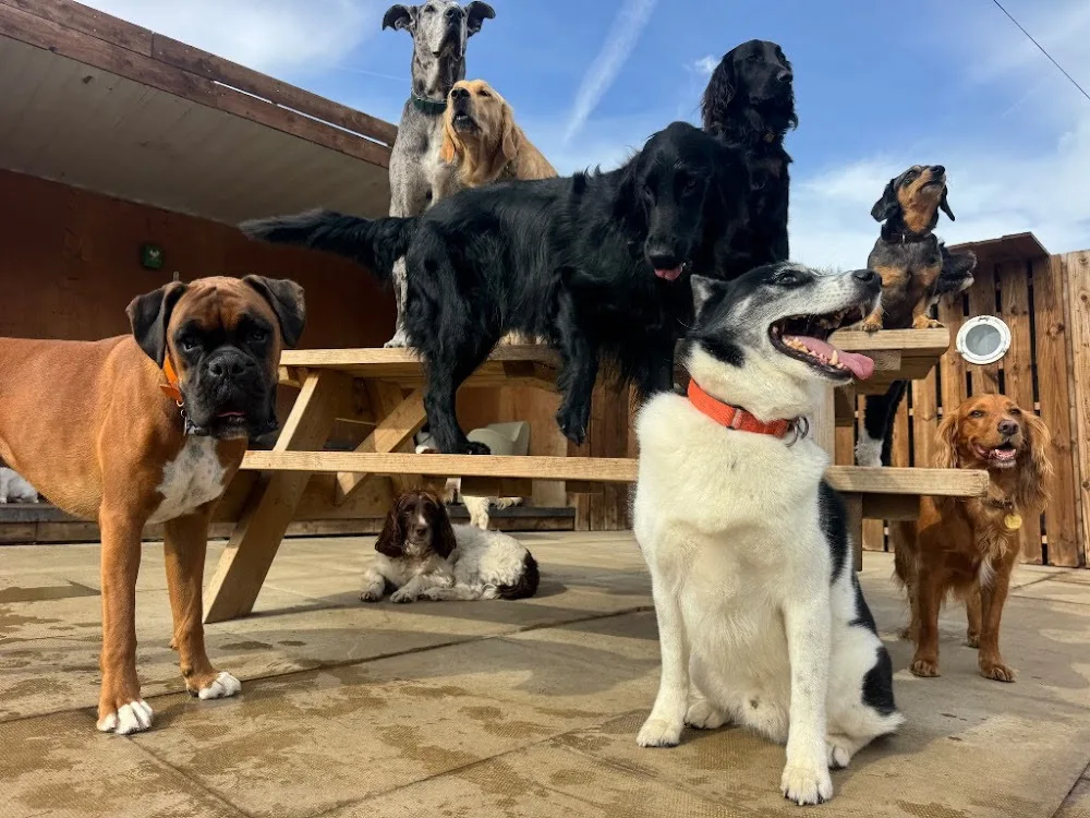 Halo Dogs - Barnet pet otel görseli 5