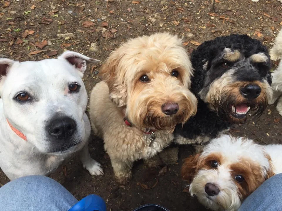 HappiDogs Dog Boarding & Daycare - Barnet pet otel