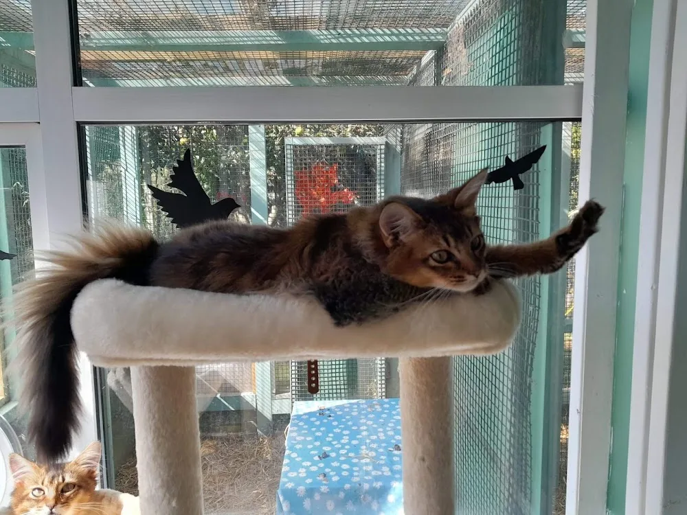 KitKat Cattery - Barnet pet otel
