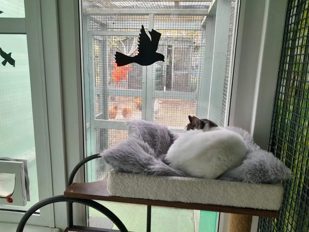 KitKat Cattery - Barnet pet otel görseli 3