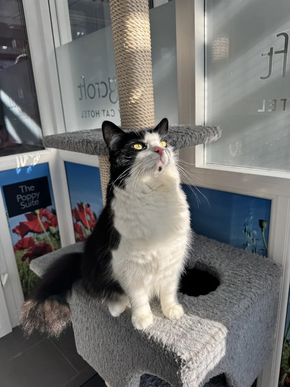 Longcroft Luxury Cat Hotel East Barnet - Barnet pet otel görseli 3