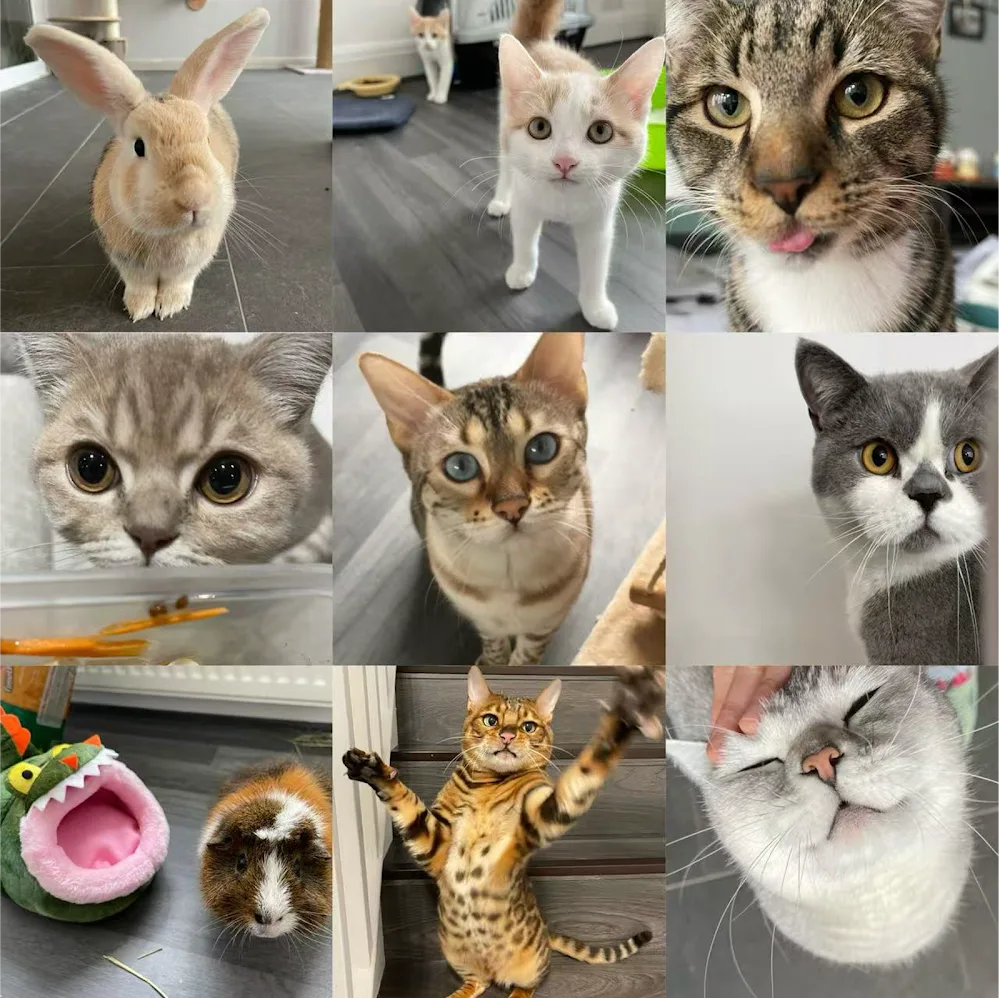 Maggie's Kitties Cat & Small Animal Boarding - Barnet pet otel