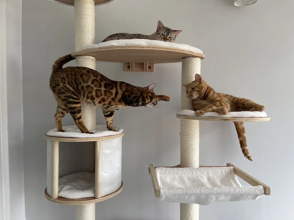 Maggie's Kitties Cat & Small Animal Boarding - Barnet pet otel görseli 3