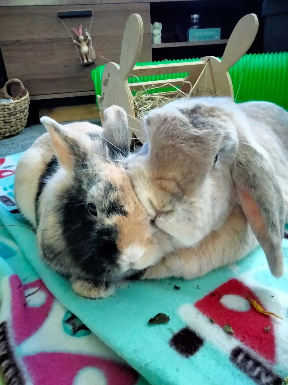 Barnsley Bunny Boarding - Barnsley pet otel görseli 3