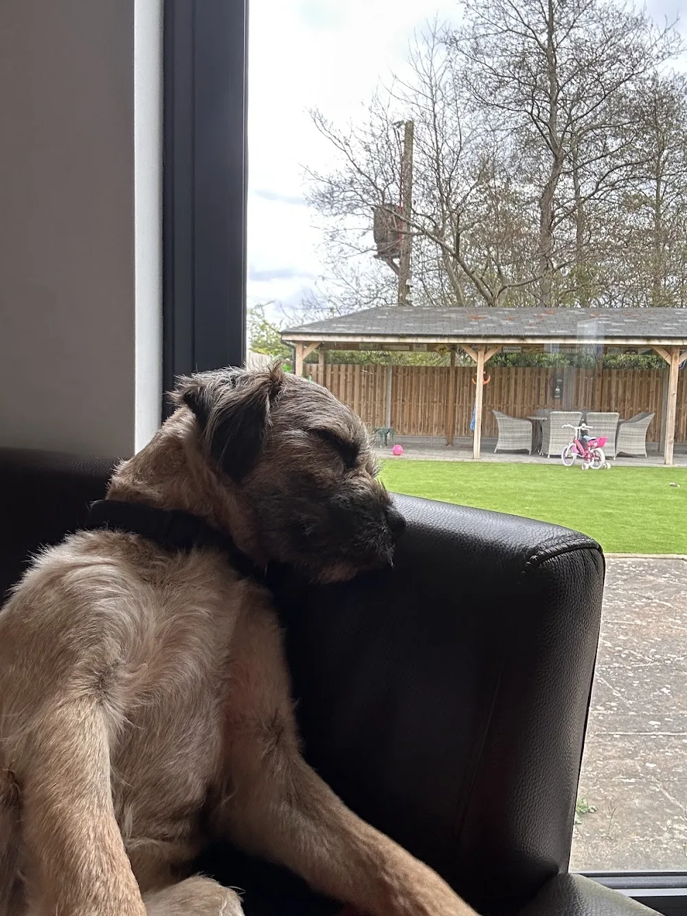 Hector’s house doggy day care and home boarding - Barnsley pet otel