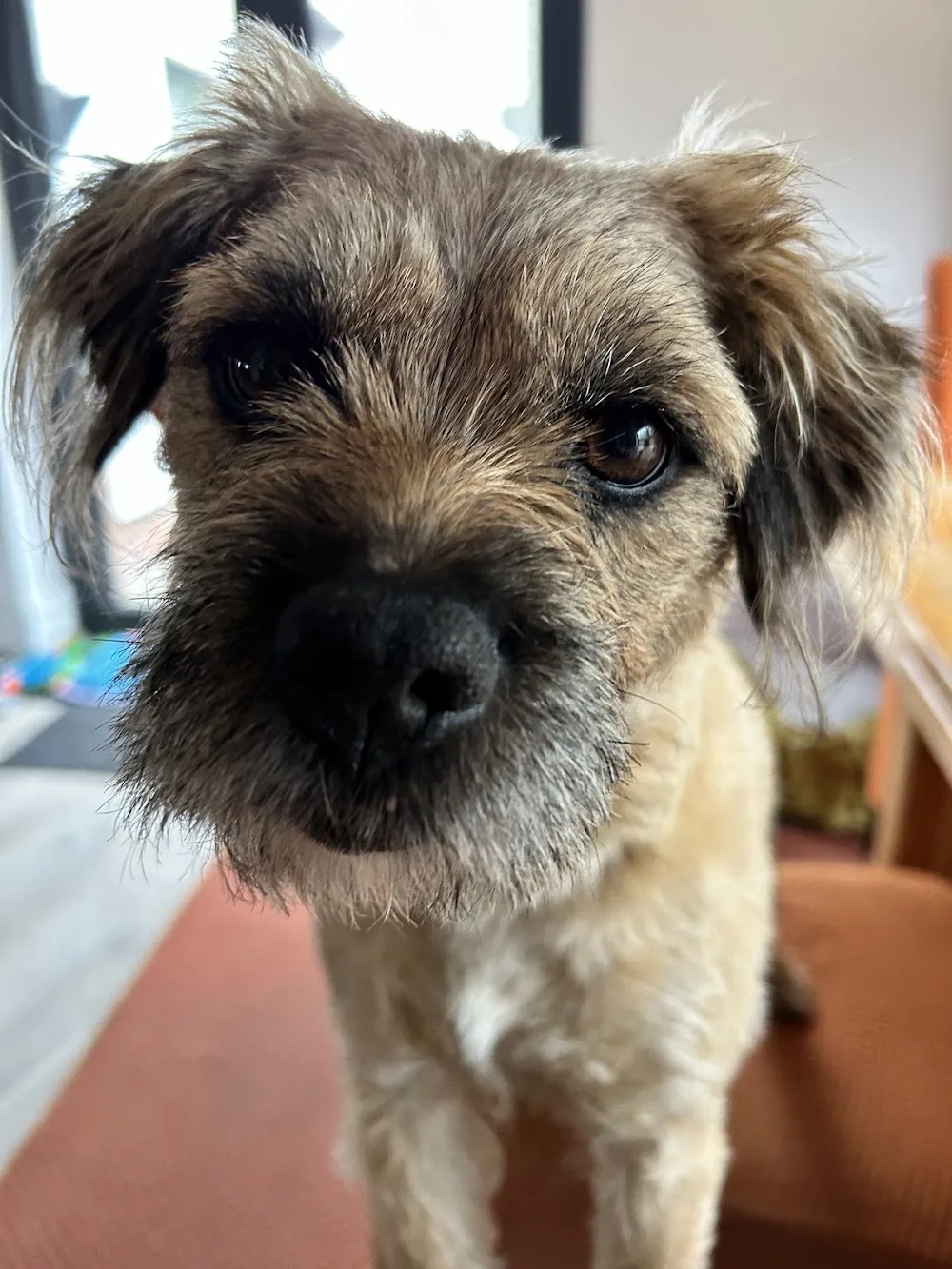 Hector’s house doggy day care and home boarding - Barnsley pet otel görseli 3