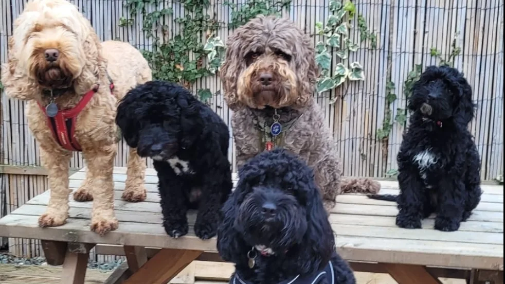 Jolly4paws Dog Hotel & daycare - Barnsley pet otel