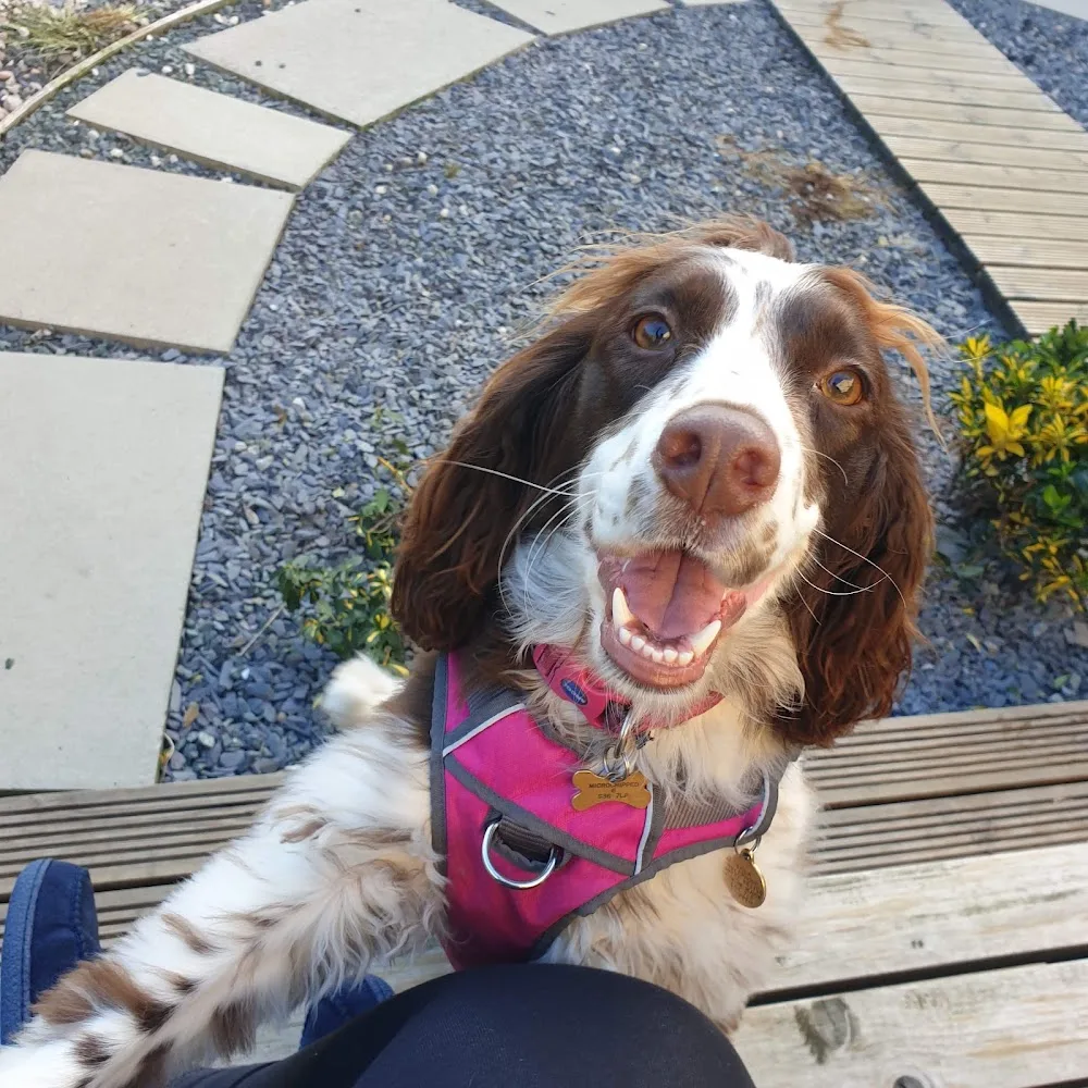 Jolly4paws Dog Hotel & daycare - Barnsley pet otel görseli 3