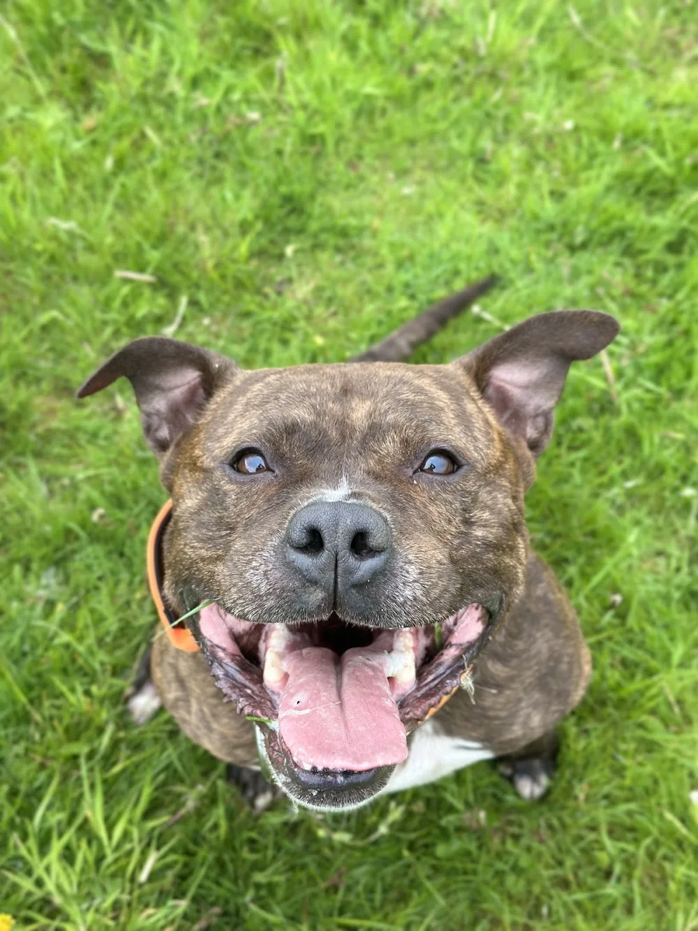 Noah's Ark Pet Holiday Home - Barnsley pet otel