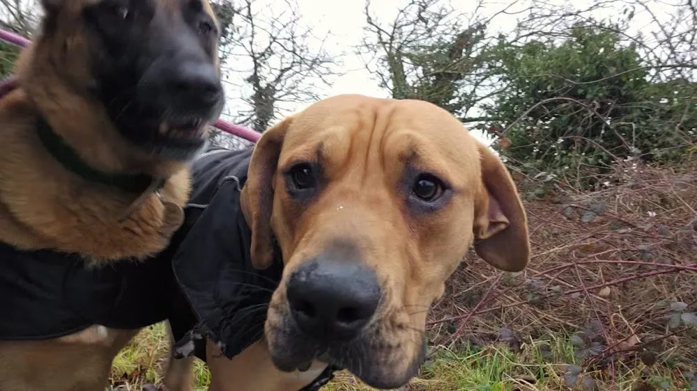 Noah's Ark Pet Holiday Home - Barnsley pet otel görseli 5