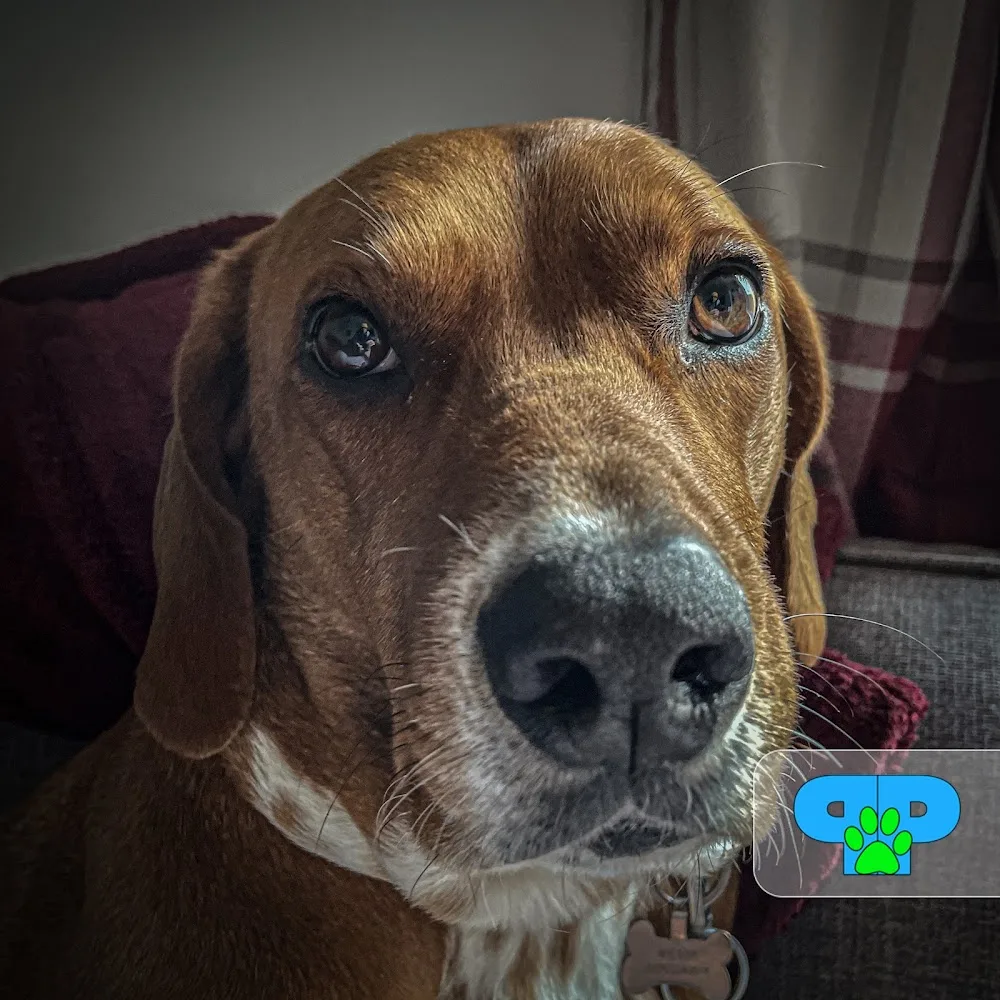 Paw Power Home Dog Boarding - Barnsley pet otel görseli 3
