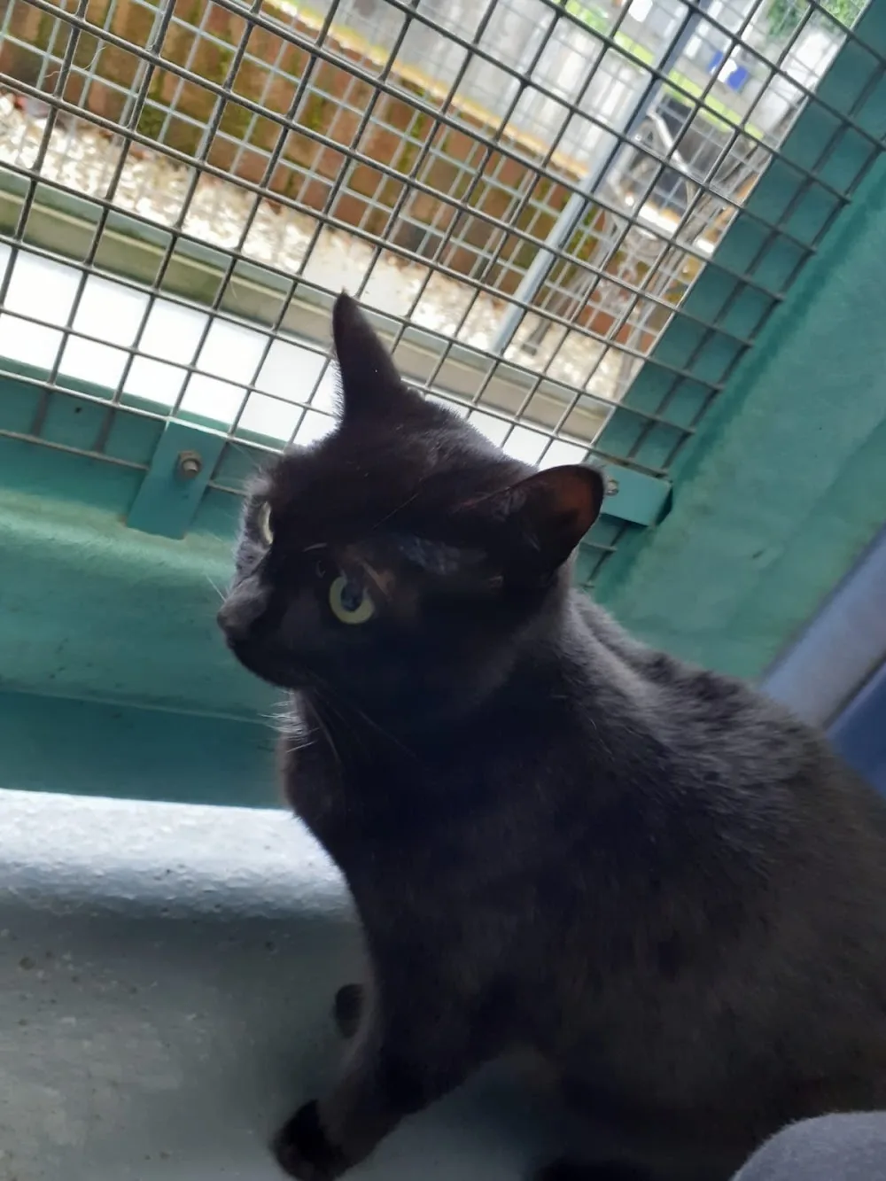 Top Cats Cattery Hemingfield - Barnsley pet otel görseli 3