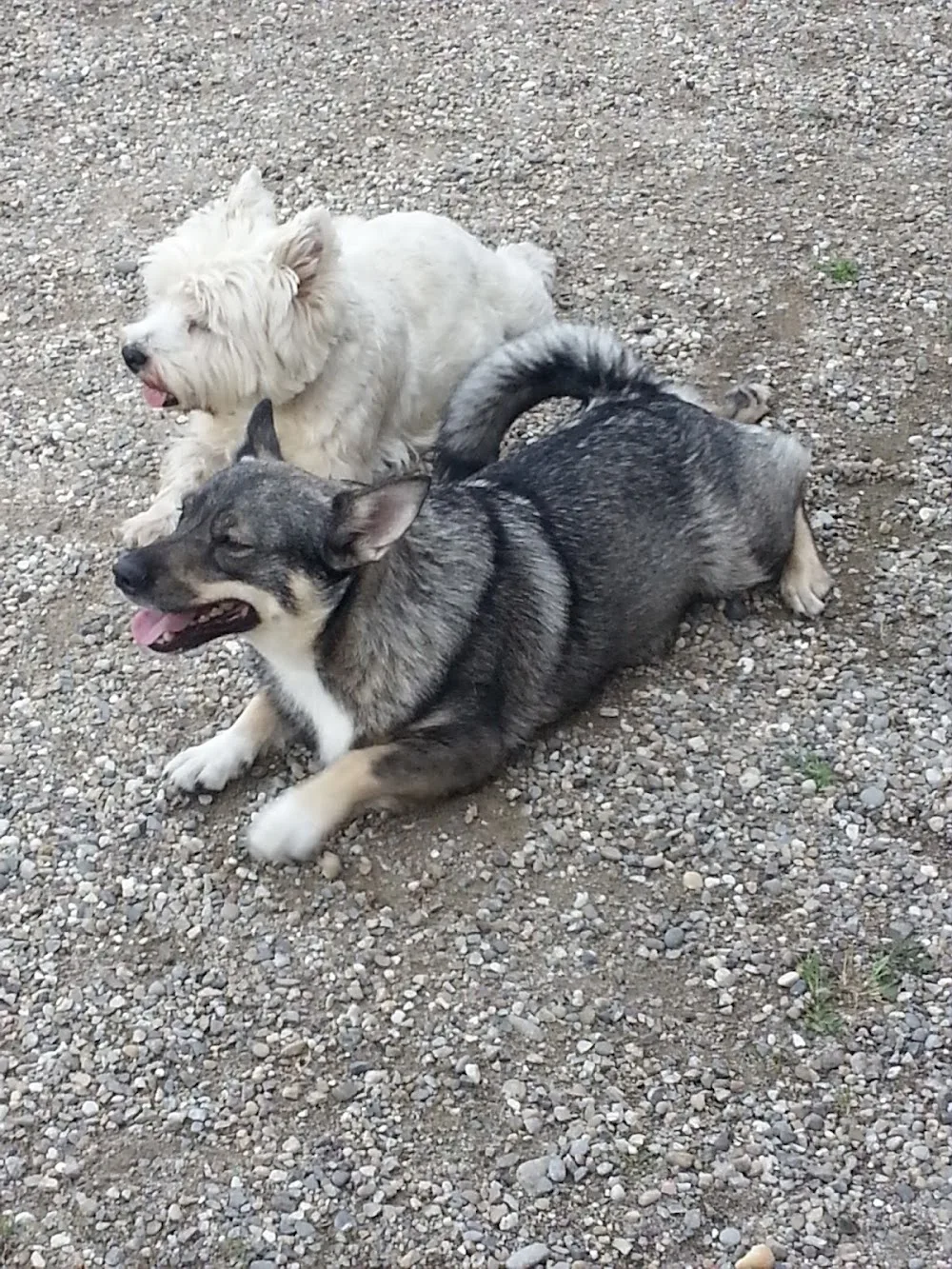 Canin Sérénité - Bas-Rhin pet otel görseli 3