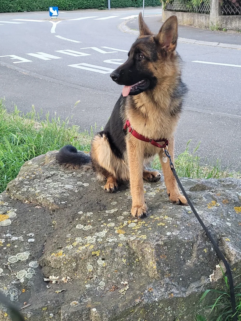 Éducateur Canin Relax dog - Garde d'animaux - Bas-Rhin pet otel görseli 3