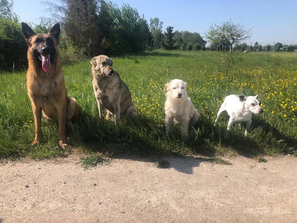 Education Formation Pension Canine les 2 Complices Bas Rhin Alsace - Bas-Rhin pet otel