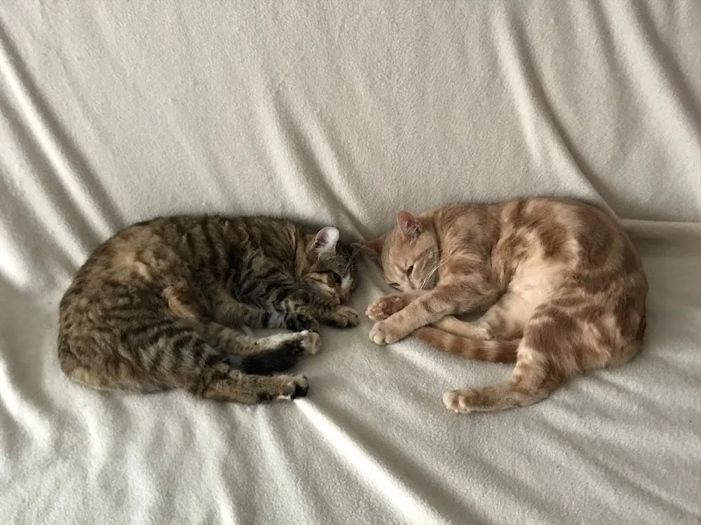 Lili Coussinets, pension pour chats, visites à domicile pour chats - Bas-Rhin pet otel