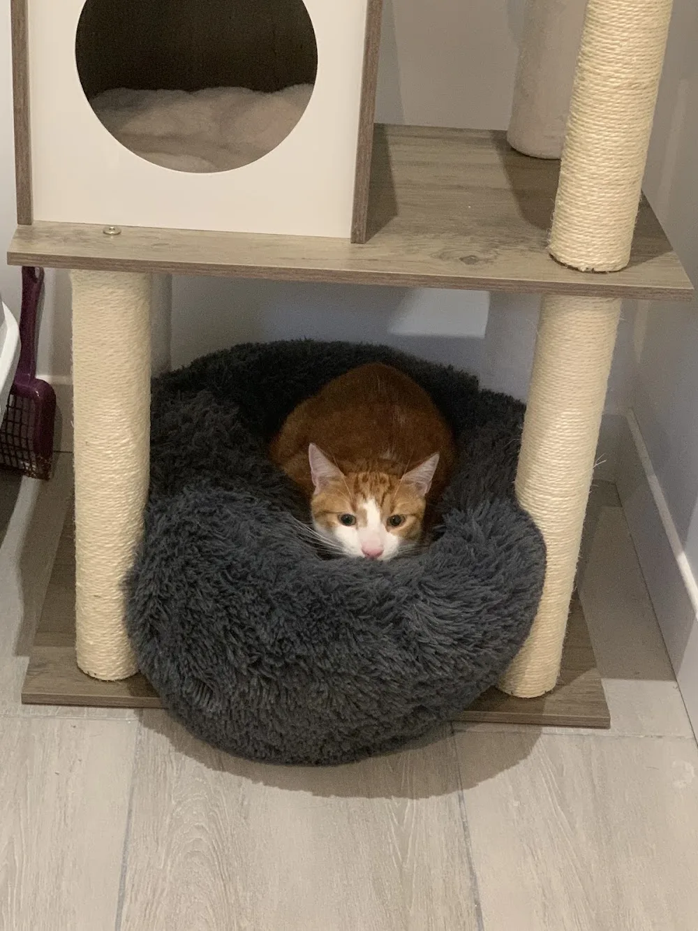 Lili Coussinets, pension pour chats, visites à domicile pour chats - Bas-Rhin pet otel görseli 3