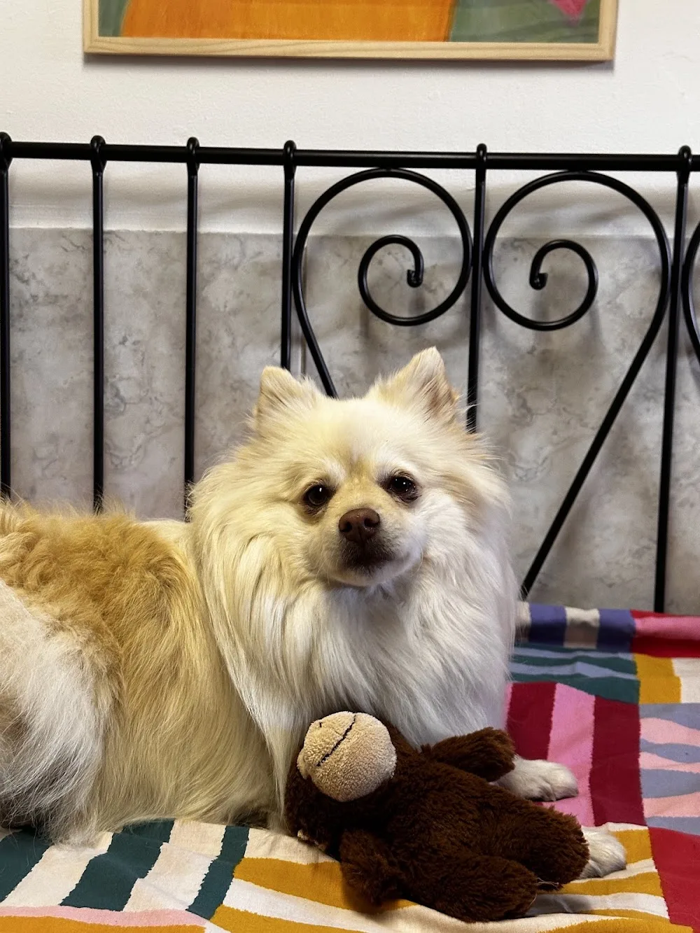 Pattes en l'air 🐾 | Pension familiale pour chiens et chats • Petsitting à domicile - Bas-Rhin pet otel görseli 3